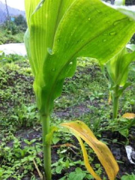 金雀花黃|為什麼金雀花葉子會變黃？